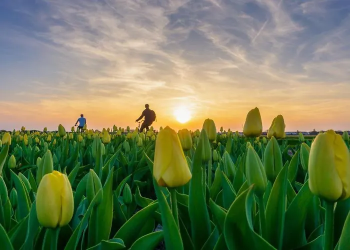 La Siesta Zee Holiday home Noordwijk